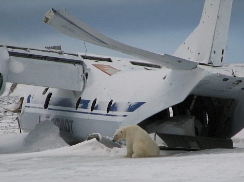 Глава Росприроднадзора прокомментировала появление белого медведя в Диксоне. Фото: «Наш Таймыр»