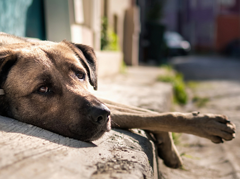 С начала года собаки покусали почти две тысячи жителей Красноярского края. Фото: ru.freepik.com