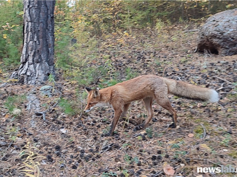 На красноярских Столбах туристы встретили лису во время прогулки. Фото: newslab. ru