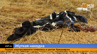 Под Красноярском на заброшенном участке нашли обглоданное собаками тело 48-летнего мужчины