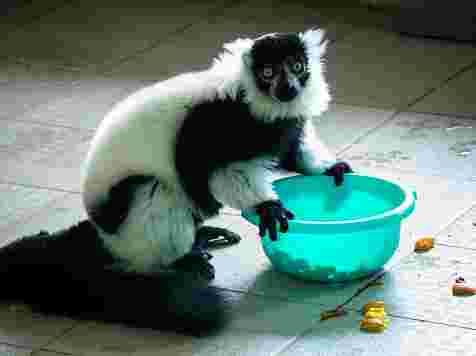 Милые животные из «Роева ручья» переехали в новые зимние вольеры (фотогалерея). Фото: «Роев ручей»