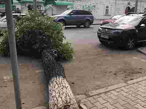 На Мира старый тополь сгнил изнутри и рухнул на проезжую часть (фото). Фото: Аркадий Волков / facebook.com