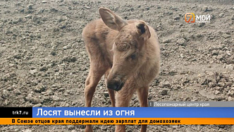 Двух лосят на дрожащих ножках спасли из огня в Красноярском крае