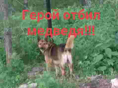 Пес ценой своего здоровья защитил девушку от медведя в районе Водников. Фото: Иван Мухлыгин