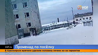 Белая медведица с детенышем устроила прогулку по улицам Диксона в Красноярском крае