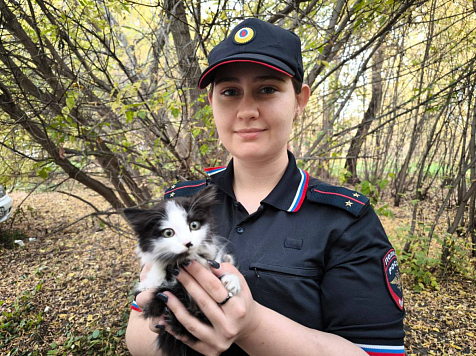 Полицейские спасли котенка и нашли ему нового хозяина в Красноярском крае. Фото: МВД 24