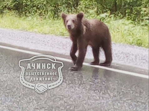 Двух медведей заметили на трассе в Красноярском крае. Фото: vk.com/achinskavto