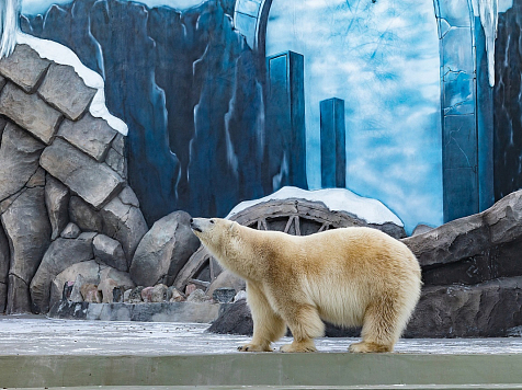 Медведица Марфа отметила новоселье в красноярском парке флоры и фауны «Роев ручей». Фото: парк флоры и фауны «Роев ручей»