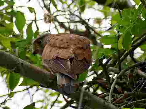 В «Шушенском бору» обнаружили редкого сокола 