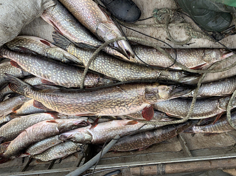 На севере Красноярского края браконьеры выловили рыбы на 700 тысяч рублей. Фото, видео: 24.мвд.рф