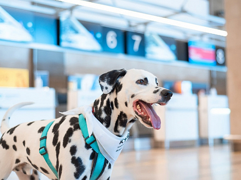 В Красноярске собаки будут помогать пассажирам с аэрофобией два раза в неделю. Фото: аэропорт Красноярска